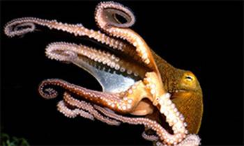 Darwinism_Versus_the_Octopus._001.jpg