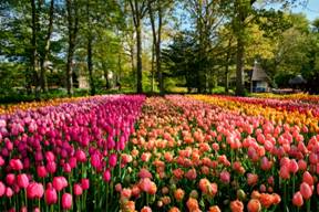 blooming-tulips-flowerbed-in-keukenhof-flower-gard-PBJFUW3.jpg