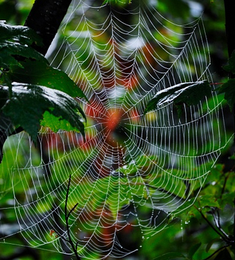 The Miracle of Spiderwebs