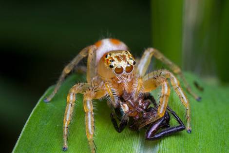 Cannibal Jumping Spider by Anrico